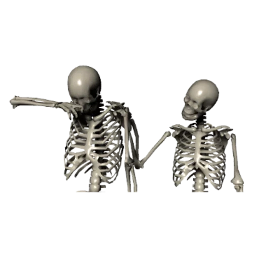 esqueleto, dos esqueletos, skilly proko, modelo de esqueleto, hueso humano