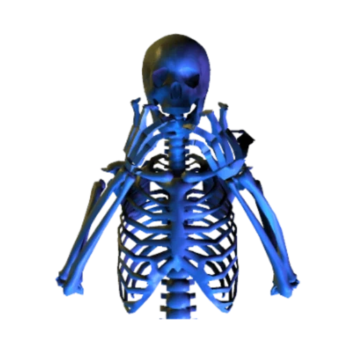 das skelett, the skeleton, das rippenskelett, the blue skull, menschliche knochen