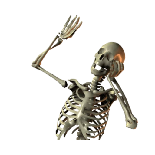 esqueleto popular, skilly proko, huesos esqueléticos, esqueleto humano bmp, hueso humano