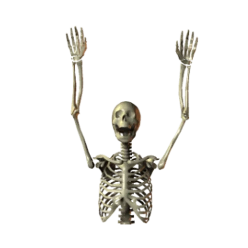 das skelett, the skeleton, skelett auf weißem hintergrund, hebe das skelett der hände, menschliches skelett mit beiden händen nach oben