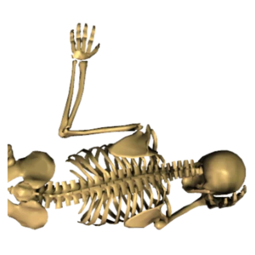 das skelett, the skeleton, skelett, das skelett liegt, menschliche knochen