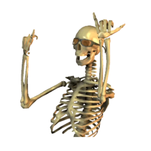 esqueleto, osso esquelético, osso humano, esqueleto humano, modelo de anatomia óssea