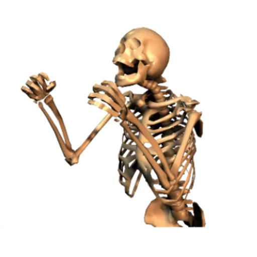 squelette, skeleton, squelette humain, personne sans squelette, os humains