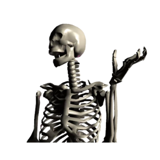 скелет, skeleton, skelly proko, кости скелета, человеческий скелет