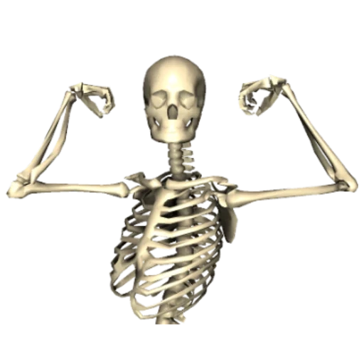 skeleton, human skeleton, a man without a skeleton, human skeleton, the titanium skeleton of man