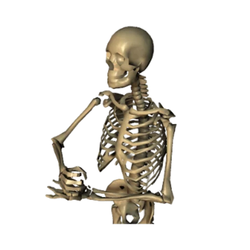 squelette, squelette squelettique, os humains, squelette anatomique, squelette anatomique humain