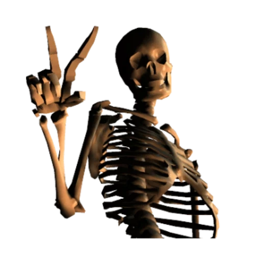 squelette, squelette squelette, os humains, crâne squelettique humain, squelette osseux humain