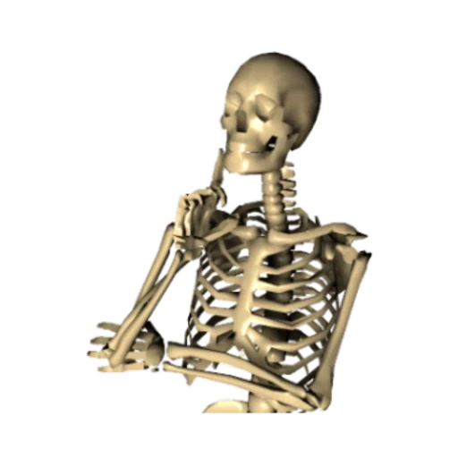 das skelett, the skeleton, skelett skelett, menschliche knochen, menschliche knochen