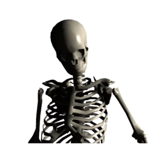squelette, skull myers, squelette squelette, os humains, modèle de squelette humain
