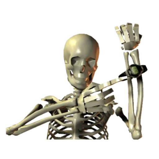 squelette, skeleton, skelly proko, squelette de mème, os humains