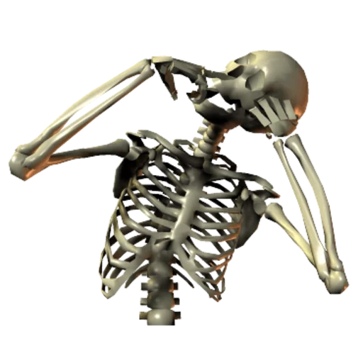скелет, скелет людини, кости скелета, скелет человека bmp, тело человека скелет