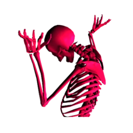 squelette, crâne rose, os humains, os squelettiques, squelette humain