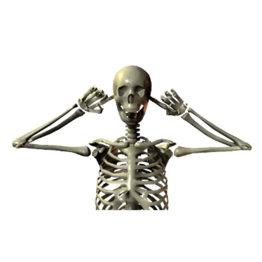 squelette, skeleton, os humains, crâne sur fond blanc, os humains