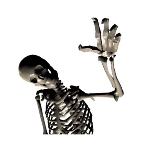 das skelett, the skeleton, die skeleton hand, abflussskelett, das menschliche skelett