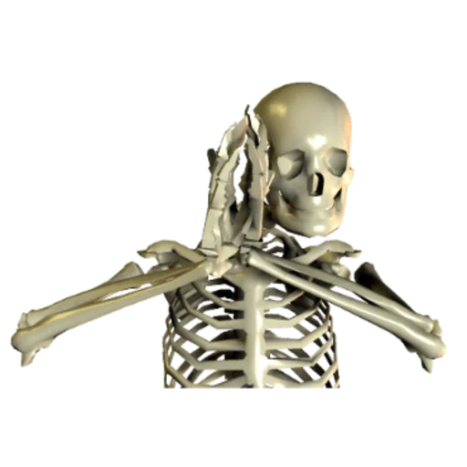 das skelett, the skeleton, skelett des schädels, menschen ohne skelett, menschliche knochen