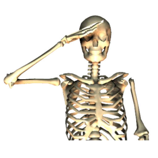 das skelett, the skeleton, menschliche knochen, menschliche knochen, menschliches skelett auf weißem hintergrund