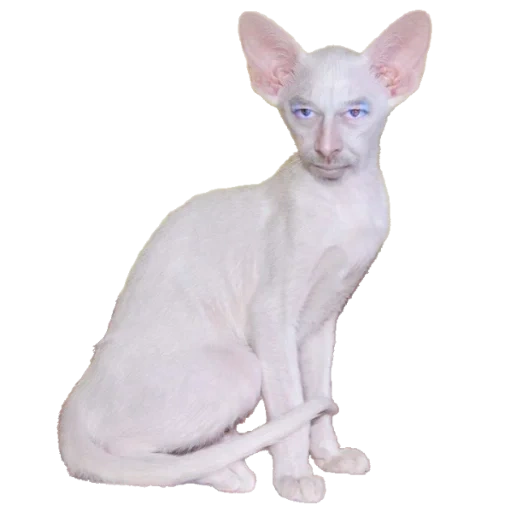 cornwall rex, esfinge como branco, branco oriental, rocha branca externa, cat cornish rex