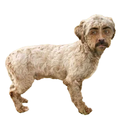 chien, chien, chiens, le chien est le visage humain, chien par le visage humain de la race