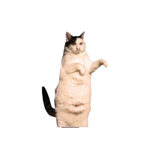 gatto, gatto, gatto, un gatto, dancing cat