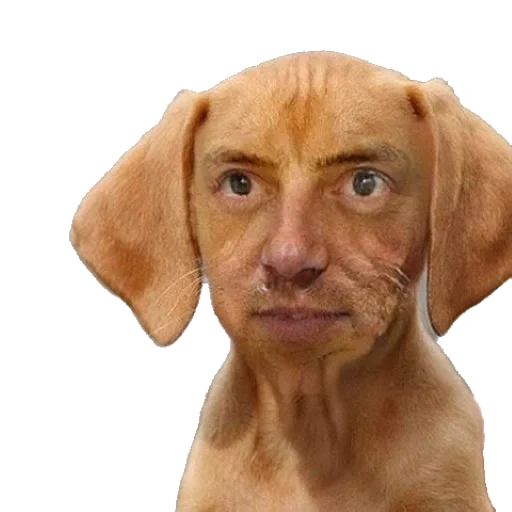 cão, rosto de cachorro, fundo transparente do cão, fundo transparente do photoshop, puppy vizsla white background