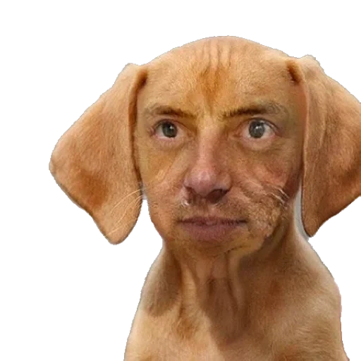 chien, le visage de chien, le chien est un fond transparent, photoshop de fond transparent, chiot vizzla blanc fond