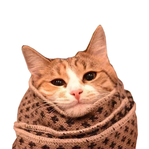 коты, кошка, котики, кот шарфе, кот кошка