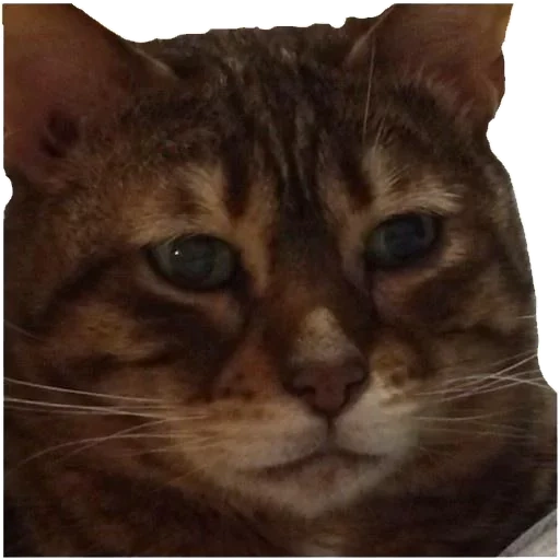 cat, cat mema, cat meme, the cat is depressed, kitty with tears