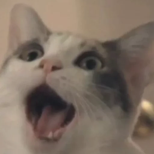 cat, cat, mem cat, cats memes, a screaming cat meme