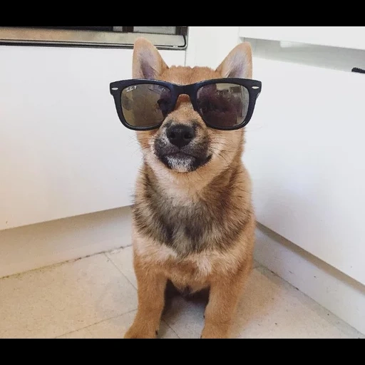 chihuahua glasses, chihuahua sunny glasses, chihuahua sunglasses