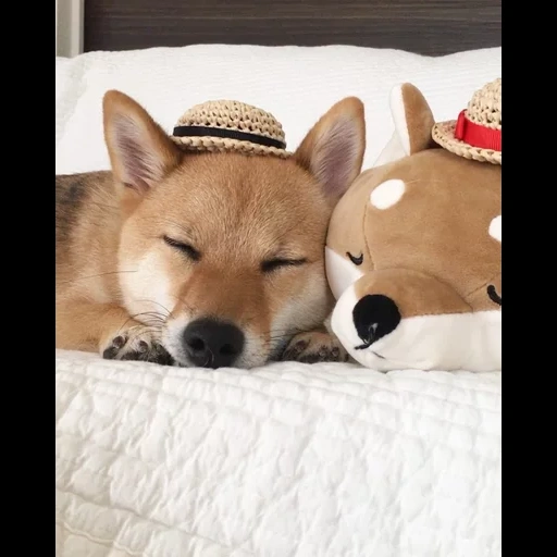 cão, siba inu, shiba inu, lobo feliz, sleepy doge