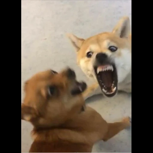 hewan, anjing itu berteriak, anjing itu berteriak, anak anjing hewan, anjing adalah binatang