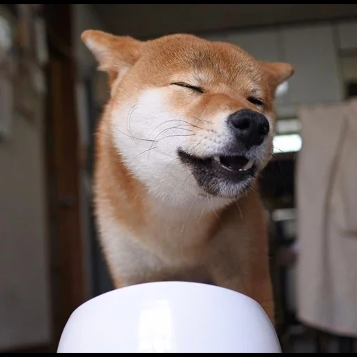 der lächelnde hund, chai dog, chai dog, uni lächelndes gesicht, akita inu lächelt
