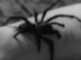 gif, паук, gif black, большой паук, анимированные гифки