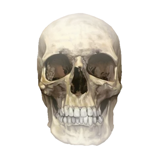 череп, кости черепа, череп скелета, лобная кость черепа, анатомический череп