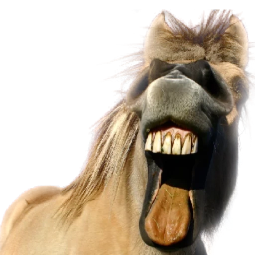horse, the horse is funny, ringing horse, animals laugh, demotivators about horses