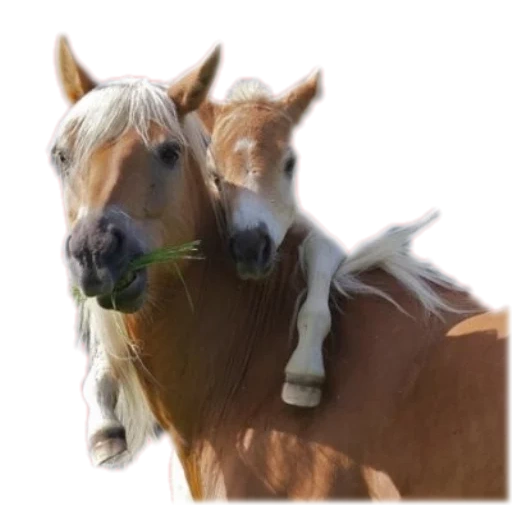 horses, foal, horse stallion, the horse is a foal, a miniature horse