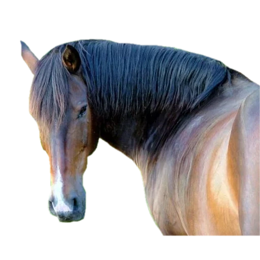cheval de baie, mustang à cheval, étalon de cheval, le cheval est brun, cheval andalouzien bulanaya