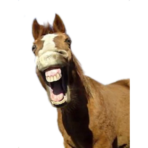 caballo, caballo rugiente, caballo de risa, el caballo gif se está riendo, caballo sonriente