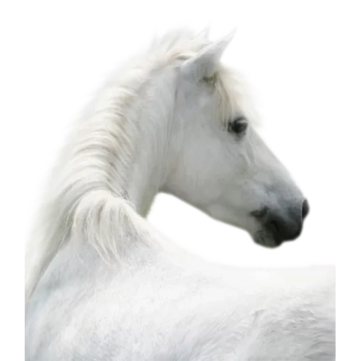 white horse, wil james dymka, the horse is black, white horse with a white background, arab horse is white
