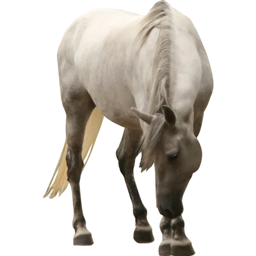kuda putih, kuda betina putih, fsh kuda putih, kuda itu adalah latar belakang putih, photoshop kuda putih