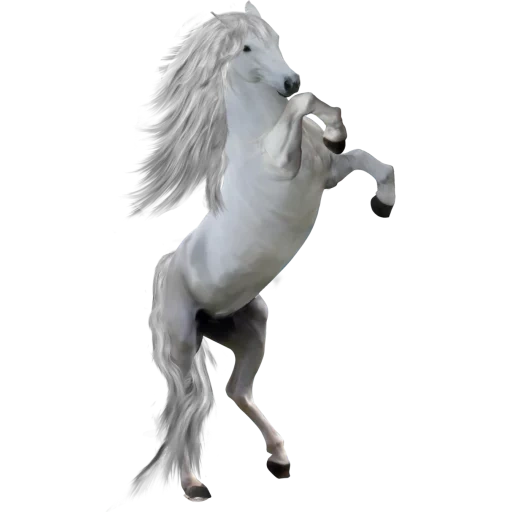cheval blanc, cheval mustang, cheval blanc avec un fond blanc, beau cheval avec un fond blanc, cheval blanc avec un fond transparent