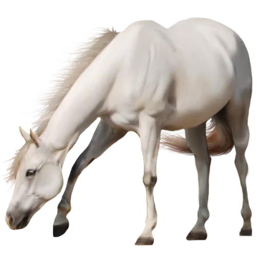 cheval blanc, jument blanche, étalon de cheval, le cheval est un fond blanc, cheval blanc avec un fond blanc