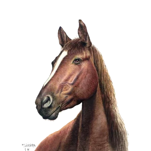 horse horse, the head of the horse, horse muzzle, horse stallion, the horse is english purebred