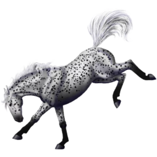 cavallo grigio, chubarama, appalousama, appaloussa pony, spot di razza di cavallo