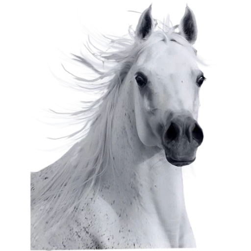 white horse, the horse is gray, horse profile, black white horse, white horse profile