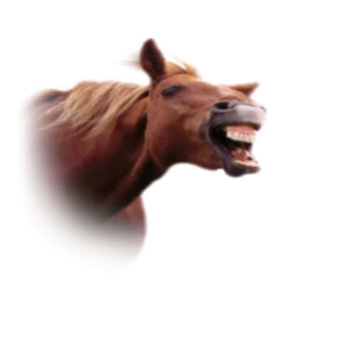 horse, horse, the horse yells, horse horse, laughing horse