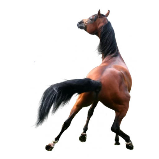horse, horse of the mare, horse horse, horse stallion, arab horse bay