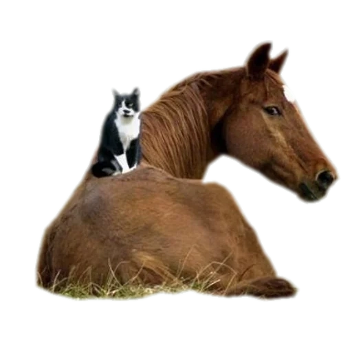 cheval, chat de cheval, liveinternet, cheval de pinte, cheval à cheval