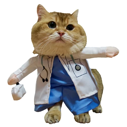 кот, кот врач, кошка костюме доктора