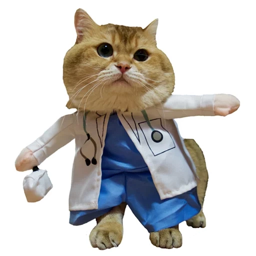 die katze, der katzenarzt, katze im doktor outfit